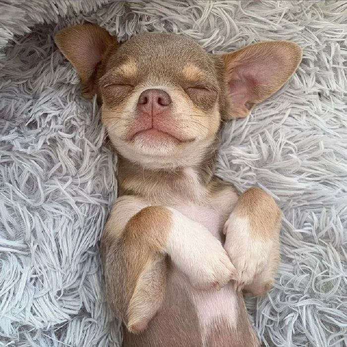 Hundebett Superweich Waschbar Lang Plüsch Haustier Zwinger Tiefschlaf Hundehaus Samtmatten Sofa Für Hundekorb Haustier Katzenbett